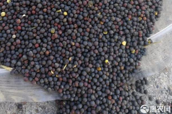 種油菜用什么肥料好能高產(chǎn)？-圖片版權(quán)歸惠農(nóng)網(wǎng)所有