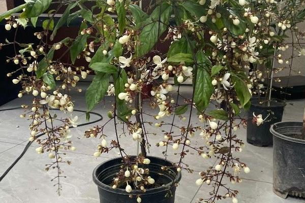 垂丝茉莉耐寒多少度？