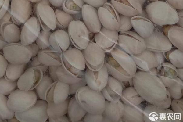 开心果的种植方法-图片版权归惠农网所有