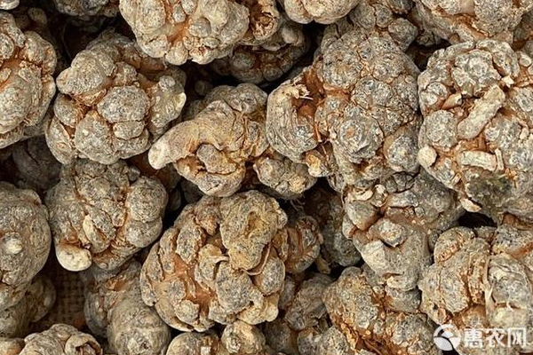 田七的种植方法-图片版权归惠农网所有