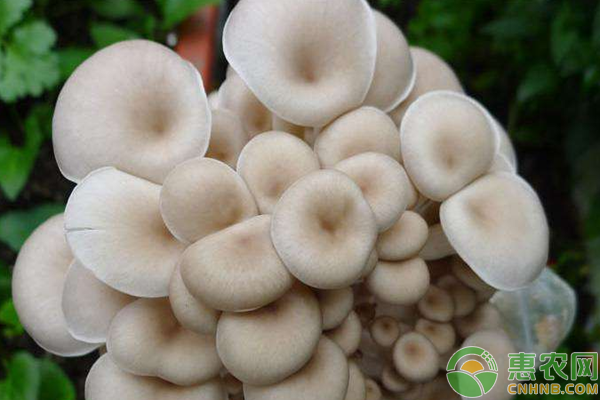 白平菇怎么種植？-圖片版權(quán)歸惠農(nóng)網(wǎng)所有