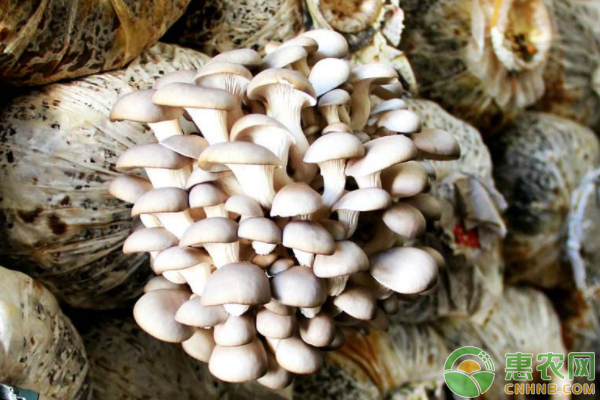 白平菇怎么種植？-圖片版權(quán)歸惠農(nóng)網(wǎng)所有