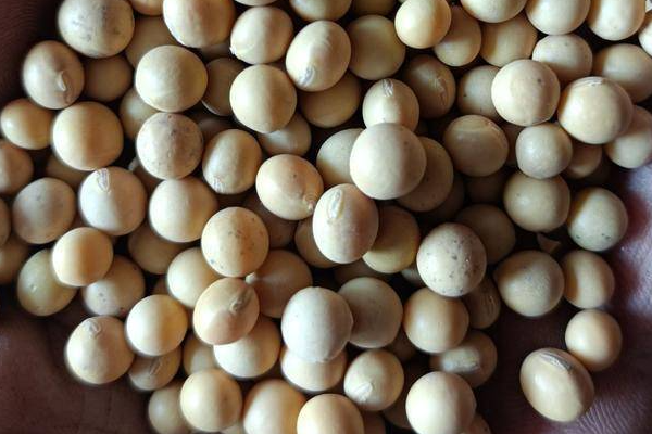 合农165大豆品种简介