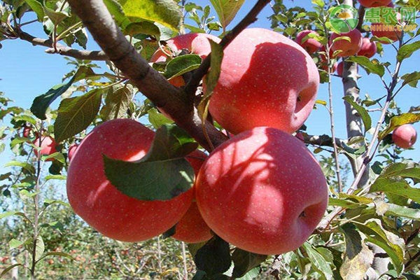 蘋(píng)果種植的技巧方法-圖片版權(quán)歸惠農(nóng)網(wǎng)所有