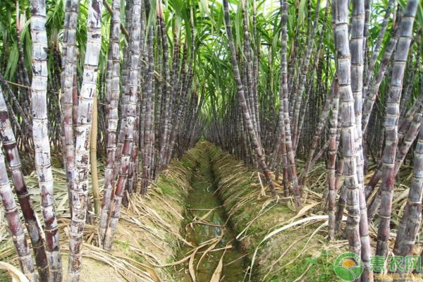 甘蔗的种植技术与管理技术-图片版权归惠农网所有