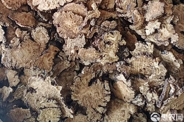 川续断的种植与管理-图片版权归惠农网所有