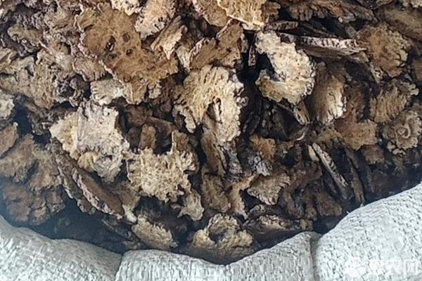川续断的种植与管理-图片版权归惠农网所有