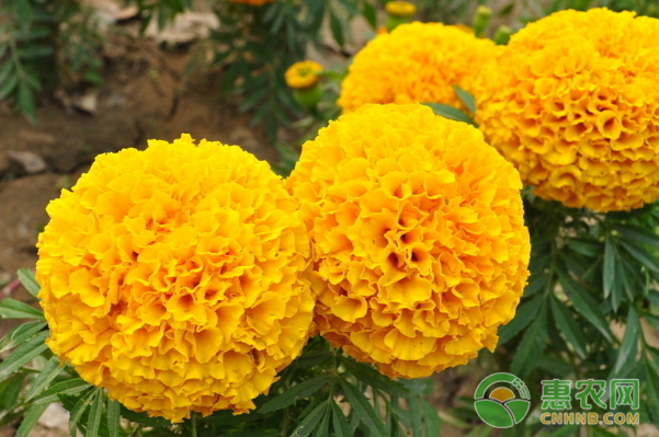 萬(wàn)壽菊養(yǎng)殖方法和注意事項(xiàng)-圖片版權(quán)歸惠農(nóng)網(wǎng)所有