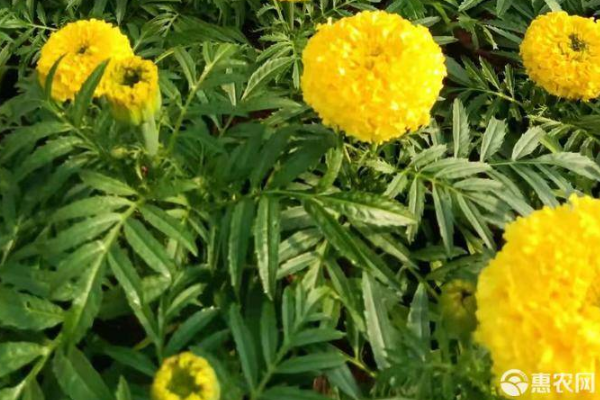 萬(wàn)壽菊養(yǎng)殖方法和注意事項(xiàng)-圖片版權(quán)歸惠農(nóng)網(wǎng)所有
