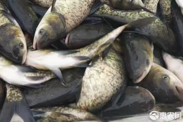 白鰱魚養(yǎng)殖的方法及技術(shù)-圖片版權(quán)歸惠農(nóng)網(wǎng)所有