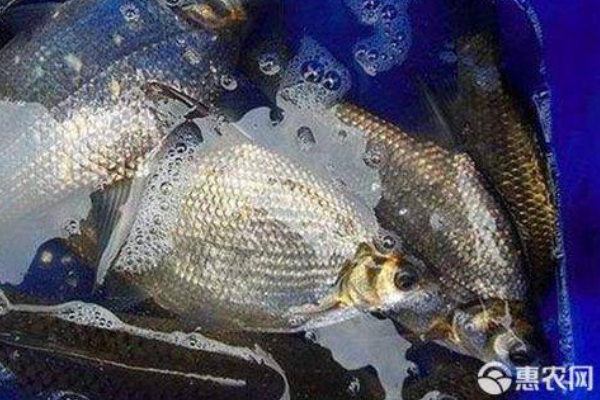鳊魚養(yǎng)殖的方法及技術(shù)-圖片版權(quán)歸惠農(nóng)網(wǎng)所有