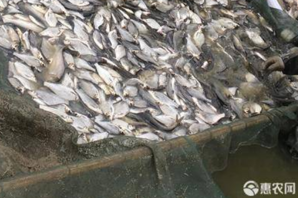 鳊魚養(yǎng)殖的方法及技術(shù)-圖片版權(quán)歸惠農(nóng)網(wǎng)所有
