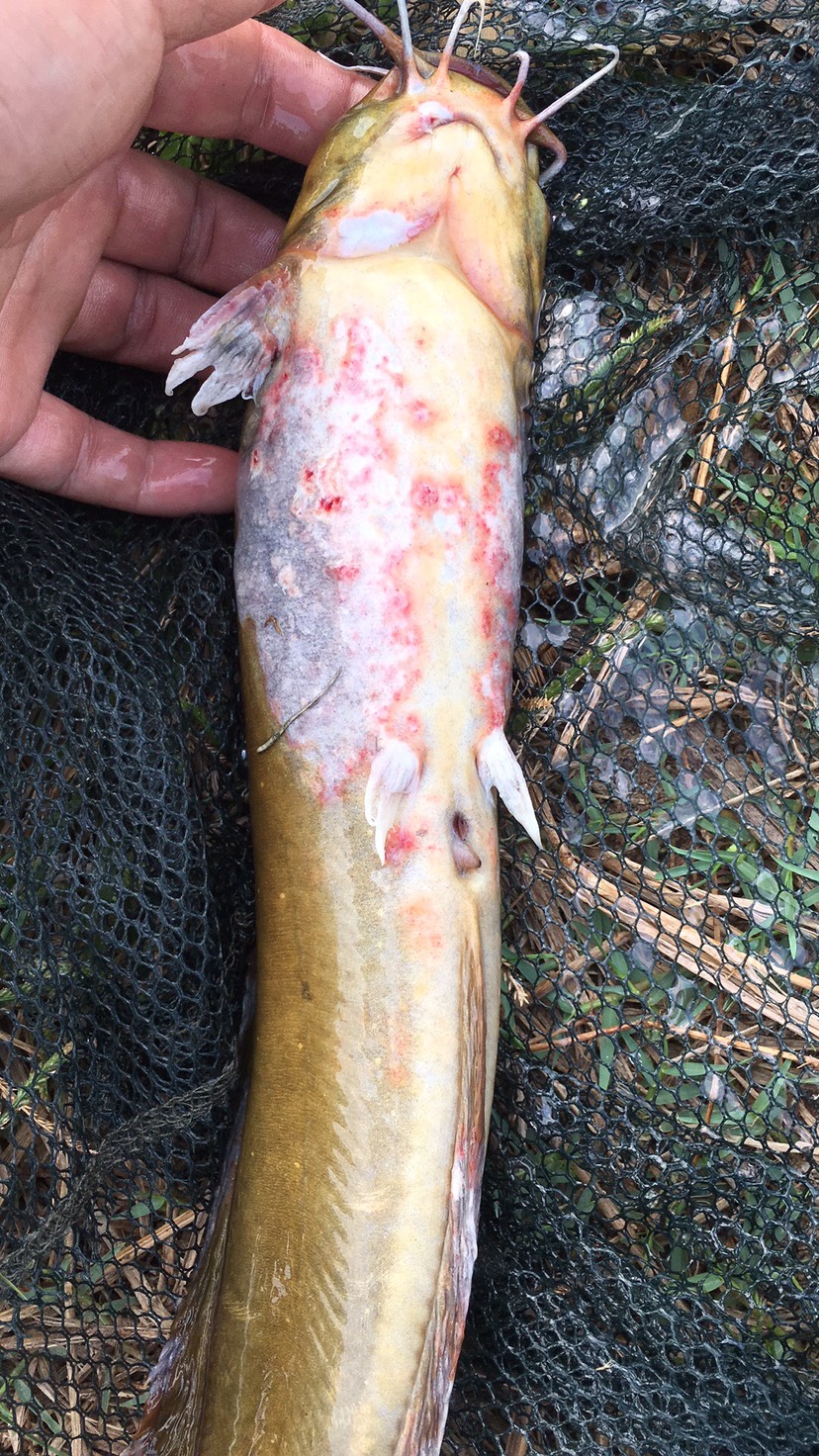 您好我塘角魚是高密度養值魚有爛身爛尾穿孔現像怎麼處理好