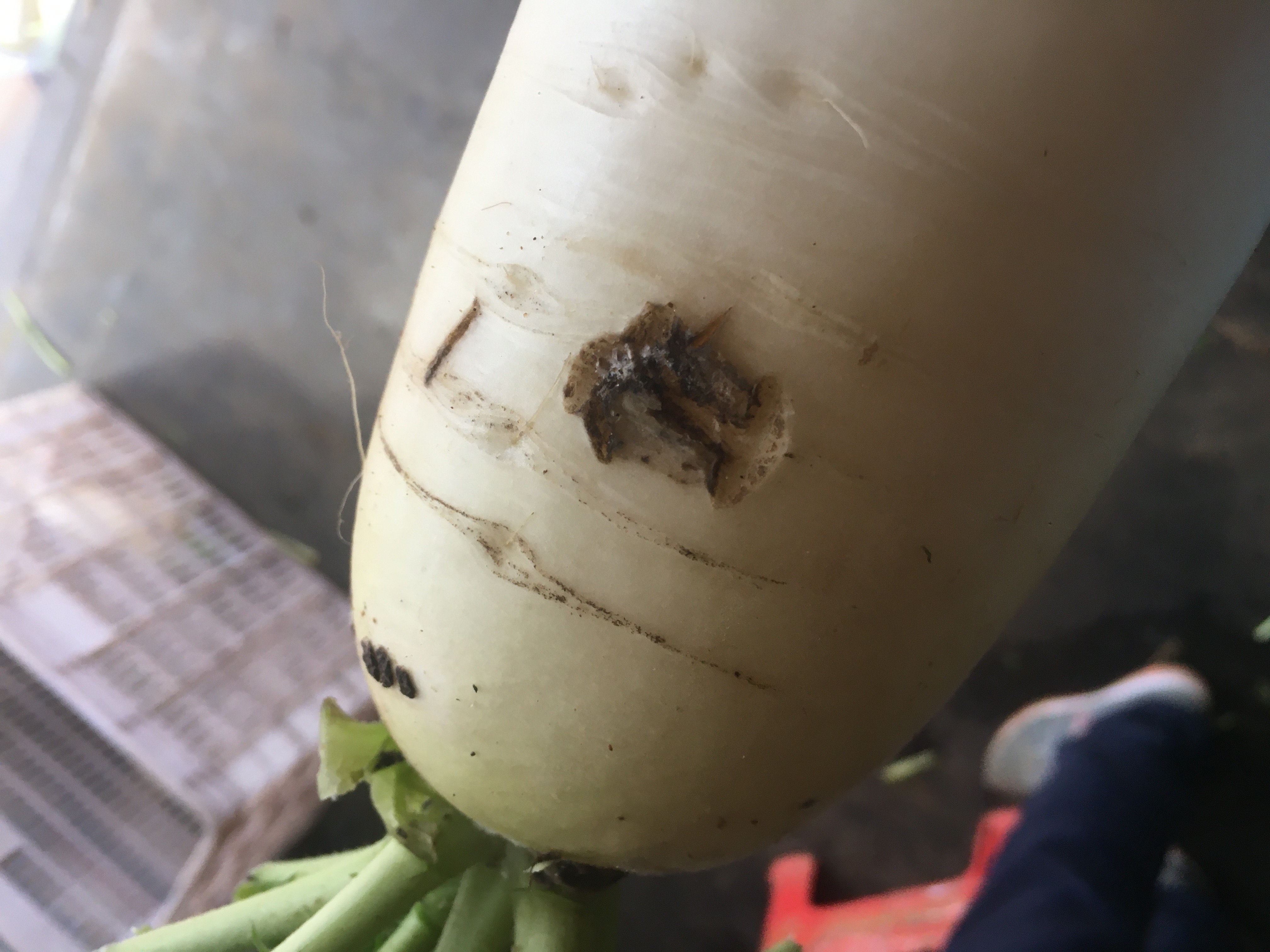 每一根白萝卜都有一两个这样的黑点是什么原因照成的