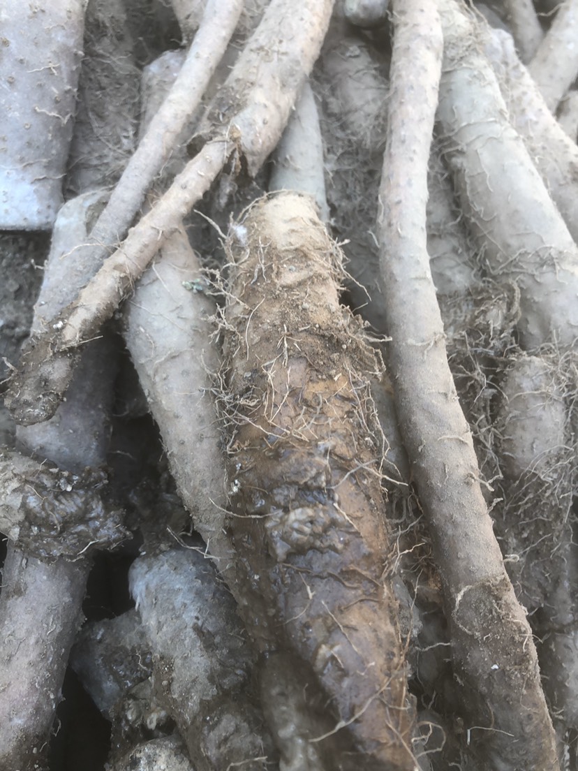 山药种苗烂在地里了怎么回事