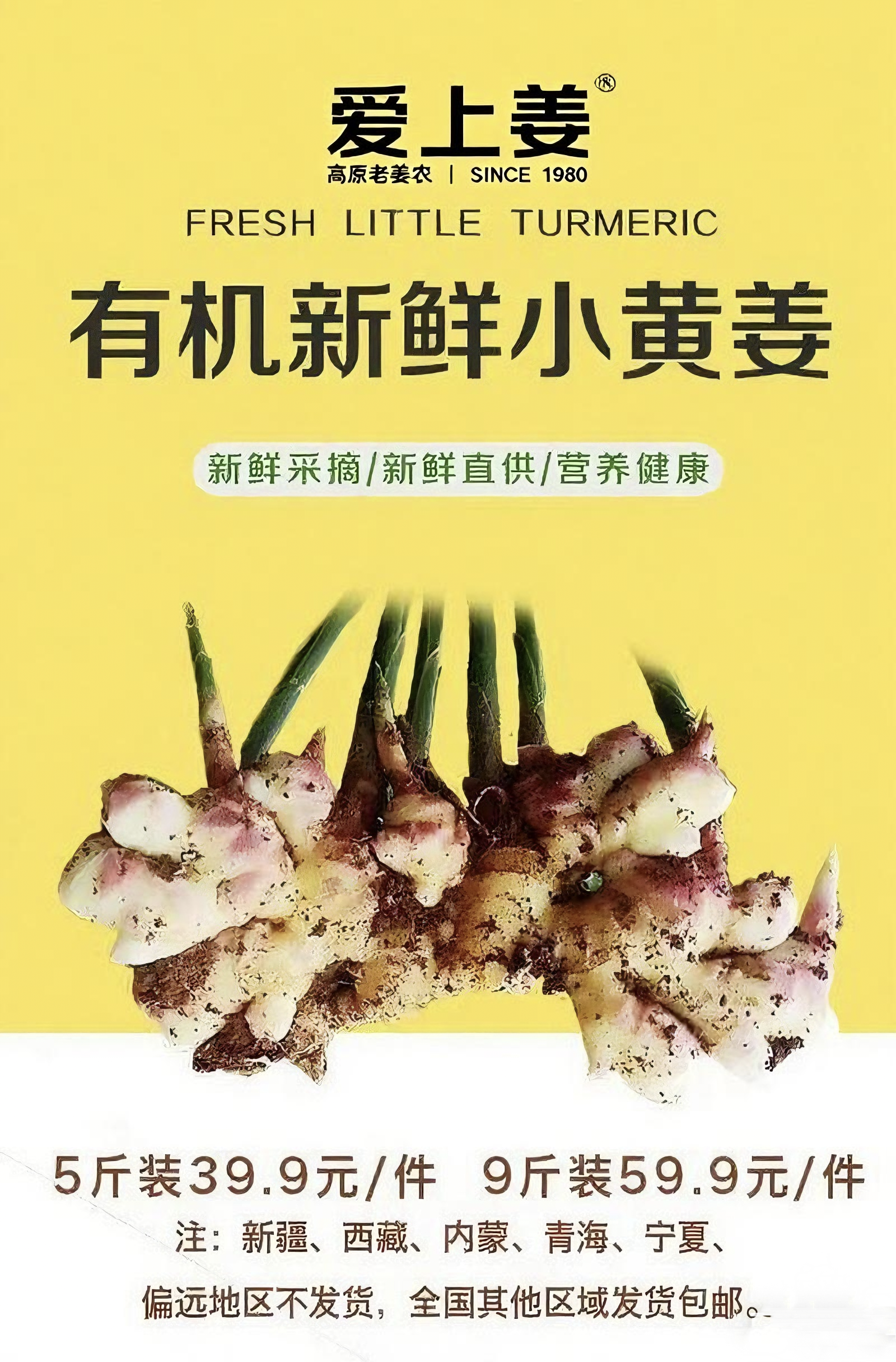 莒县大黄姜