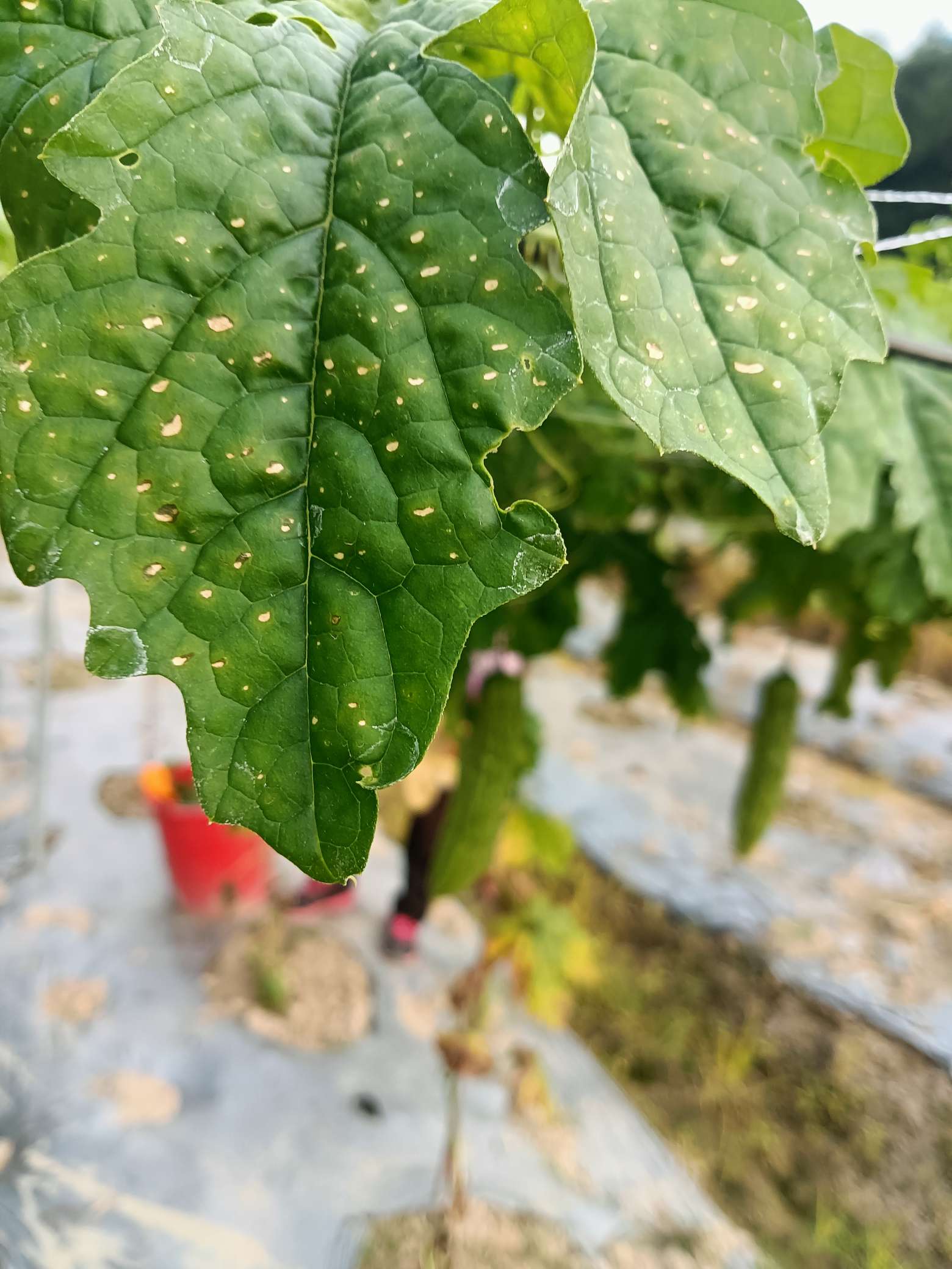 这苦瓜是什么原因?谢谢!