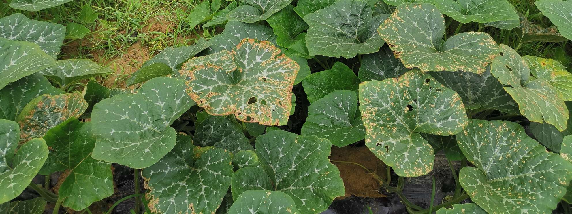 请问南瓜叶子这样是什么病,用什么药