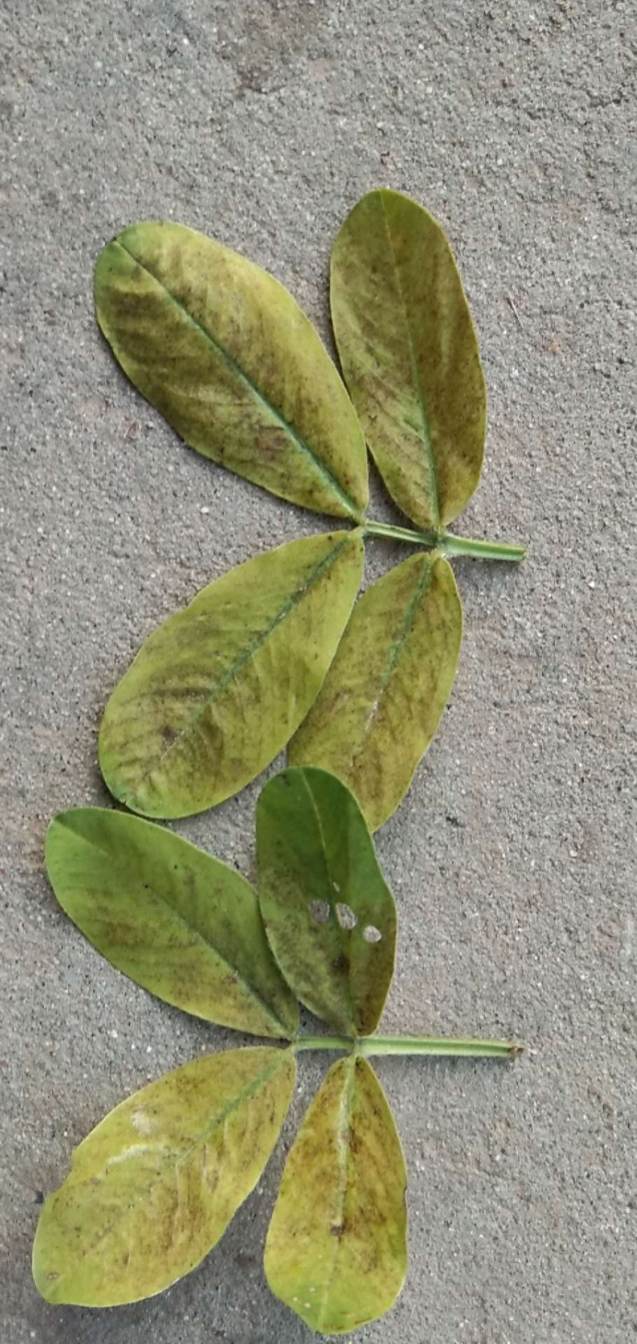 请问各位专家,花生叶片上这样的表现是啥?感谢老师