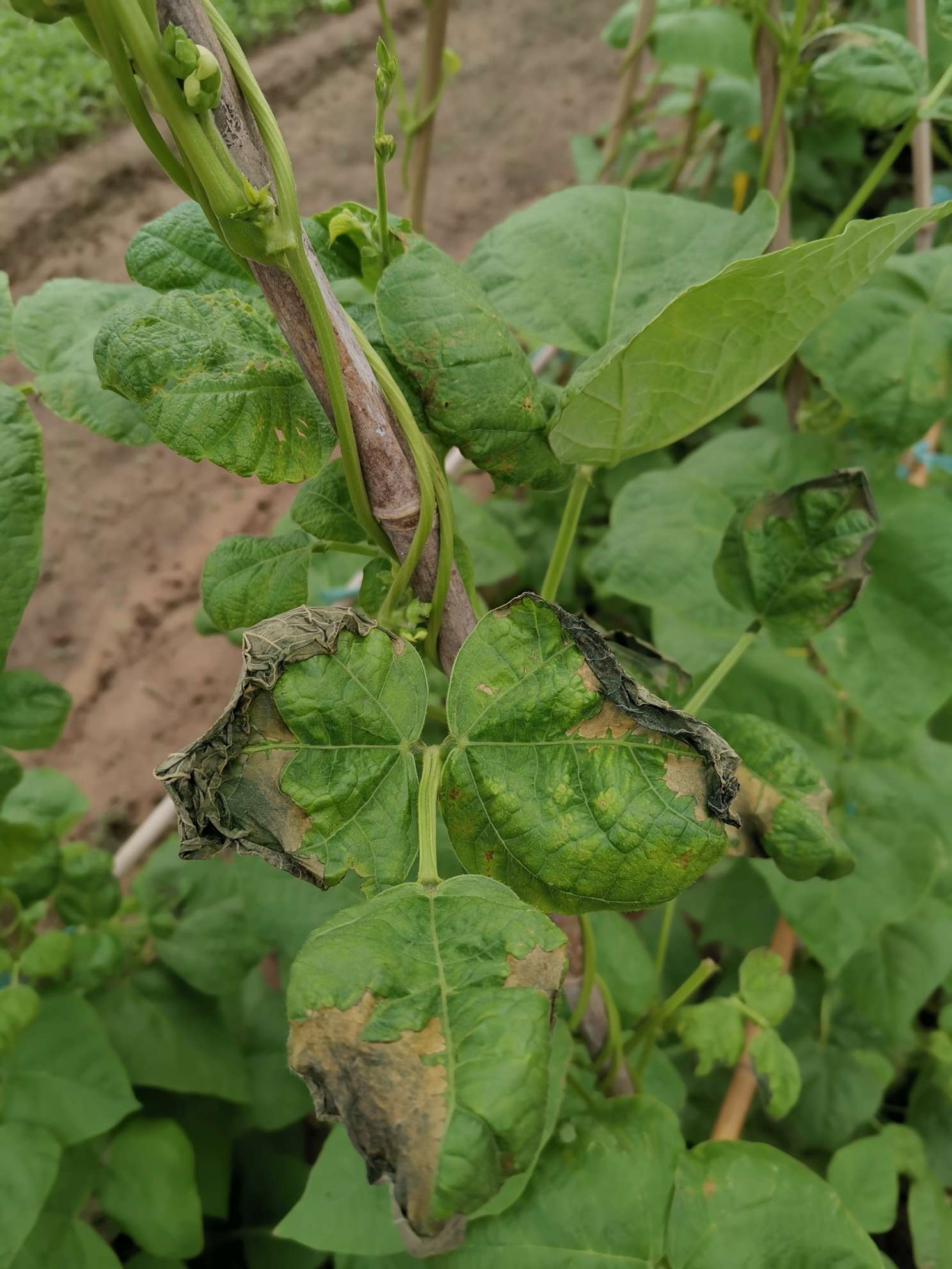各位老师好,芸豆叶片边缘发黑皱缩怎么回事谢谢教授