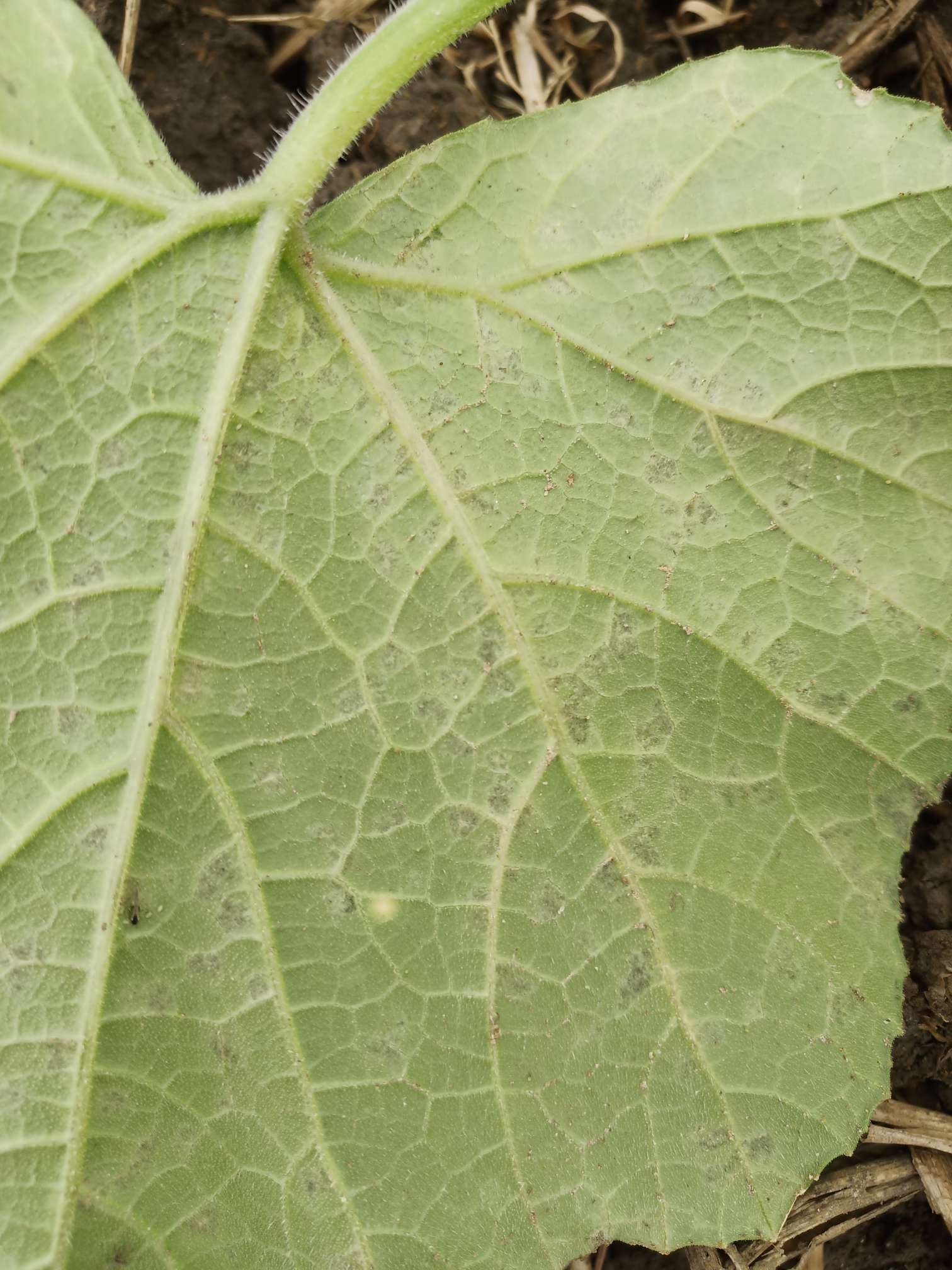 冒昧问一下,南瓜叶面黄褐色斑点,这是病害还是缺元素?非常感谢!