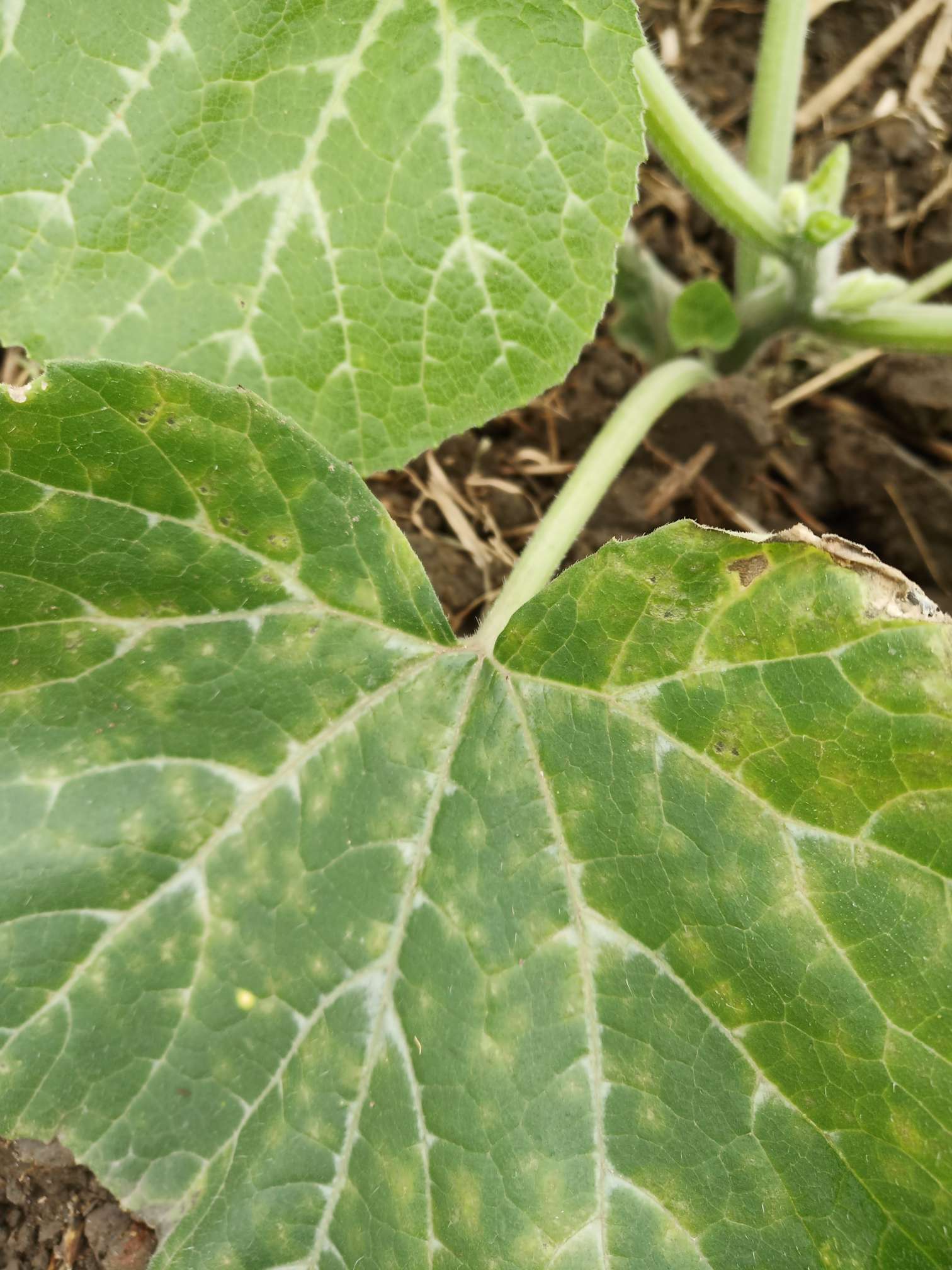 冒昧问一下,南瓜叶面黄褐色斑点,这是病害还是缺元素?非常感谢!