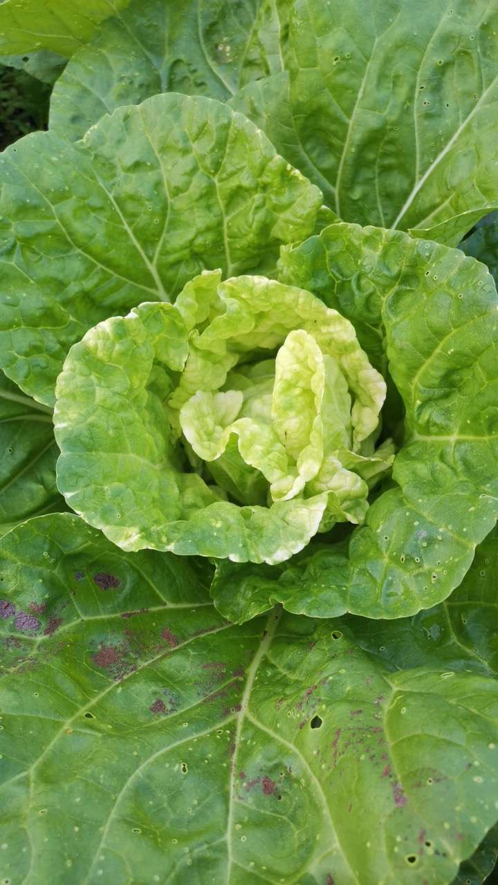 12-23乔子英·资深农艺师2024-12-23大白菜白斑病是由真菌引起的病害