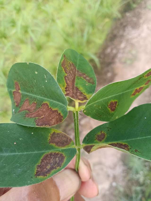 从图片症状表现看应该是花生褐斑病.供你参考