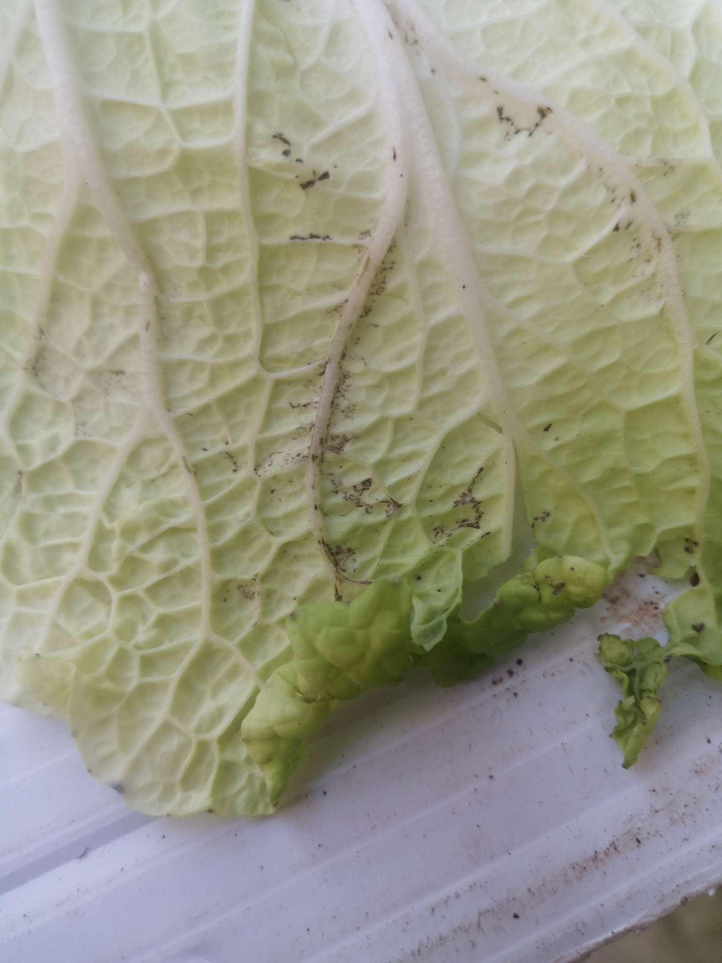 这是由于白菜感染褐斑病或者是白菜经历外界低温引起的症状