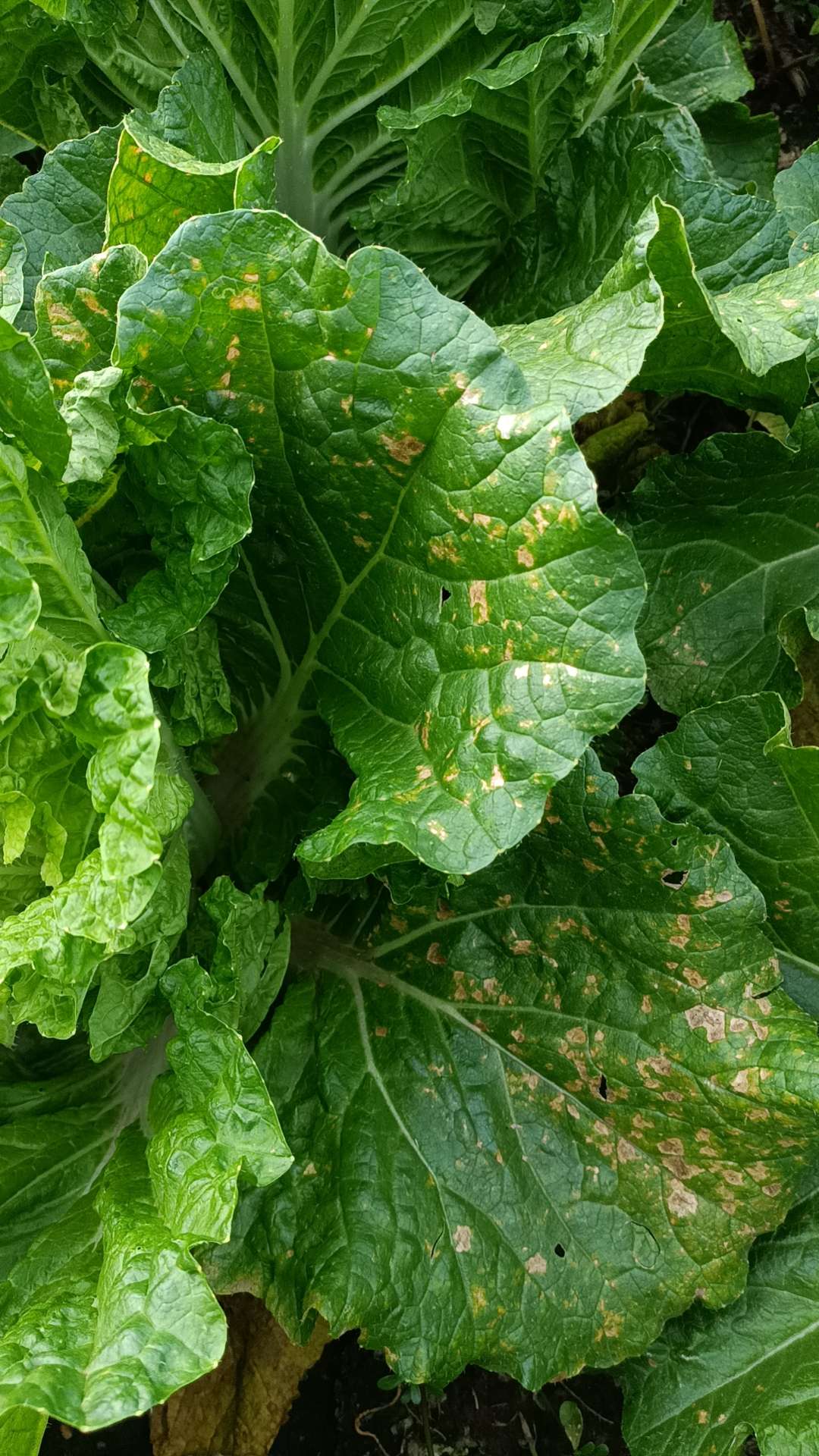 白菜属于什么病害各位老师们