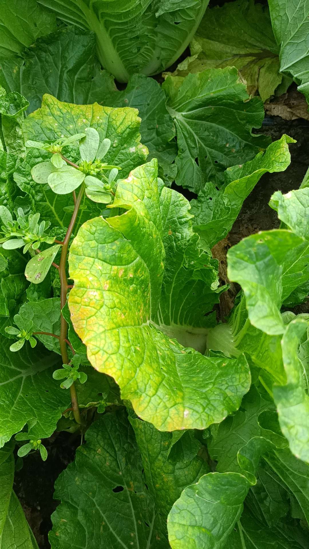 白菜属于什么病害各位老师们