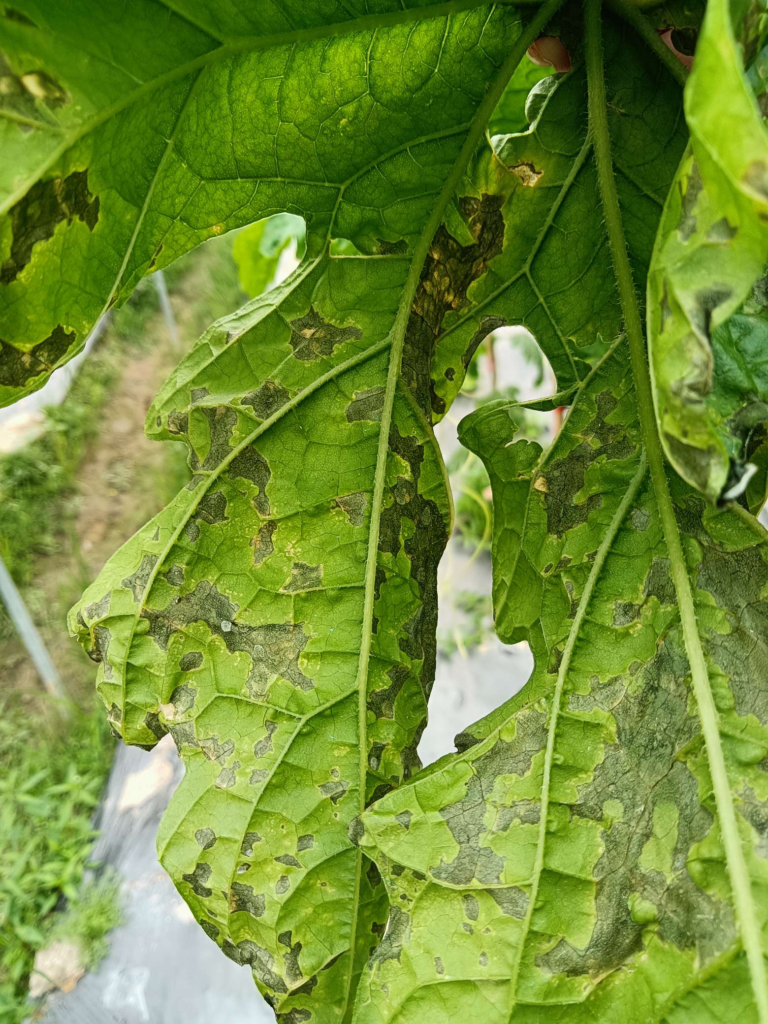 这苦瓜叶片是突然的强太阳晒的吗?还是病斑?谢谢!