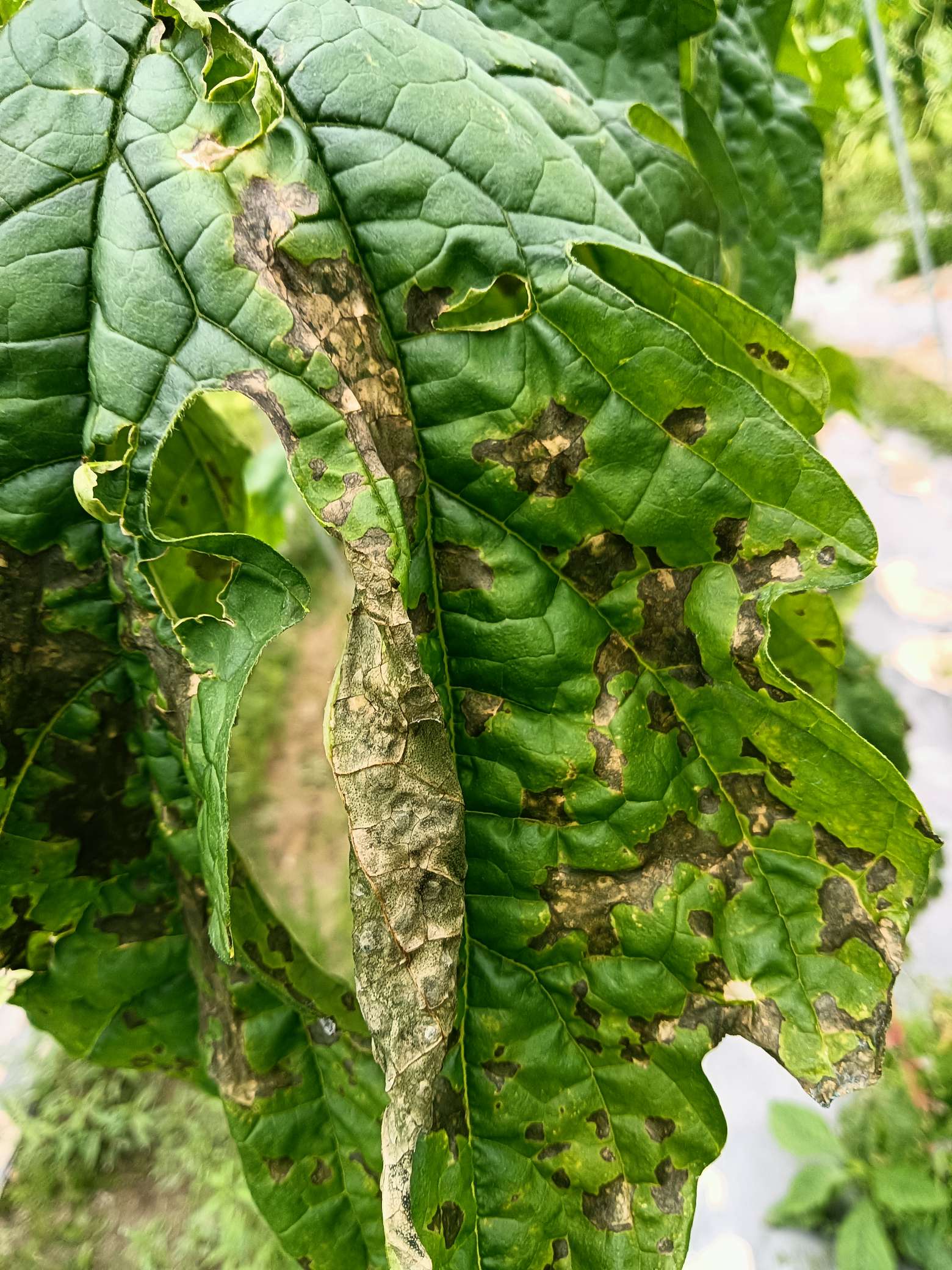 这苦瓜叶片是突然的强太阳晒的吗?还是病斑?谢谢!