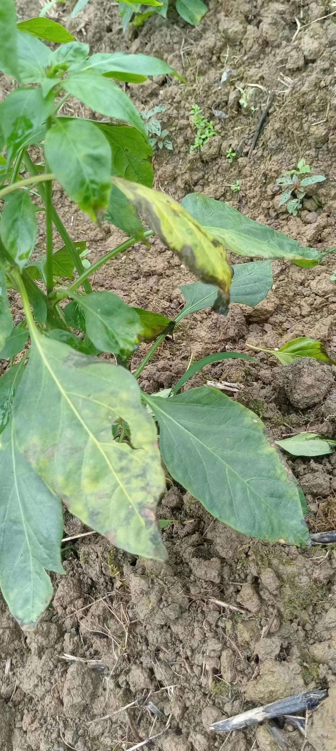 各位老师你们好,这个辣椒苗出现的是什么病状?