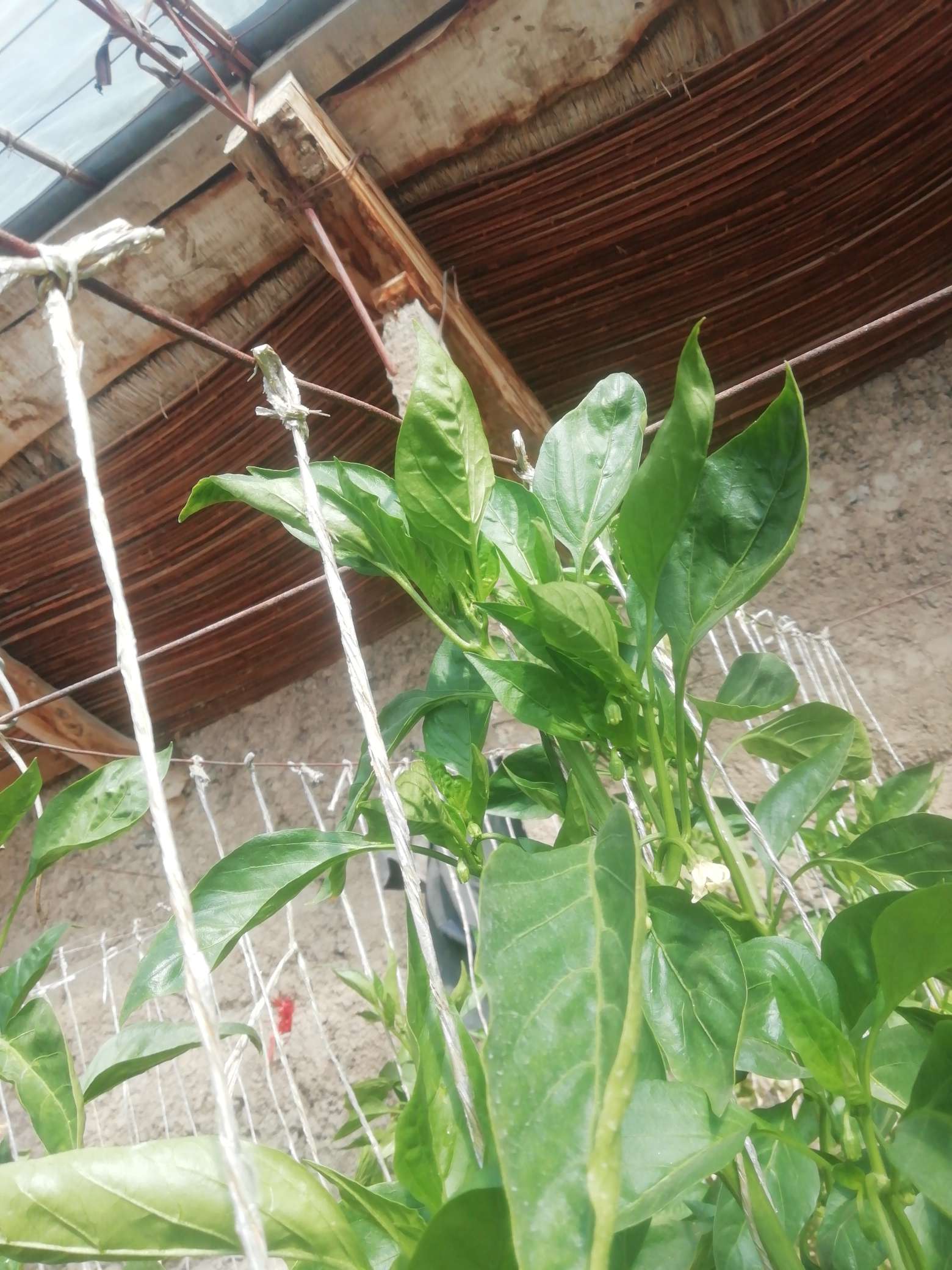 老师,辣椒叶面皱缩,向上卷谢谢!