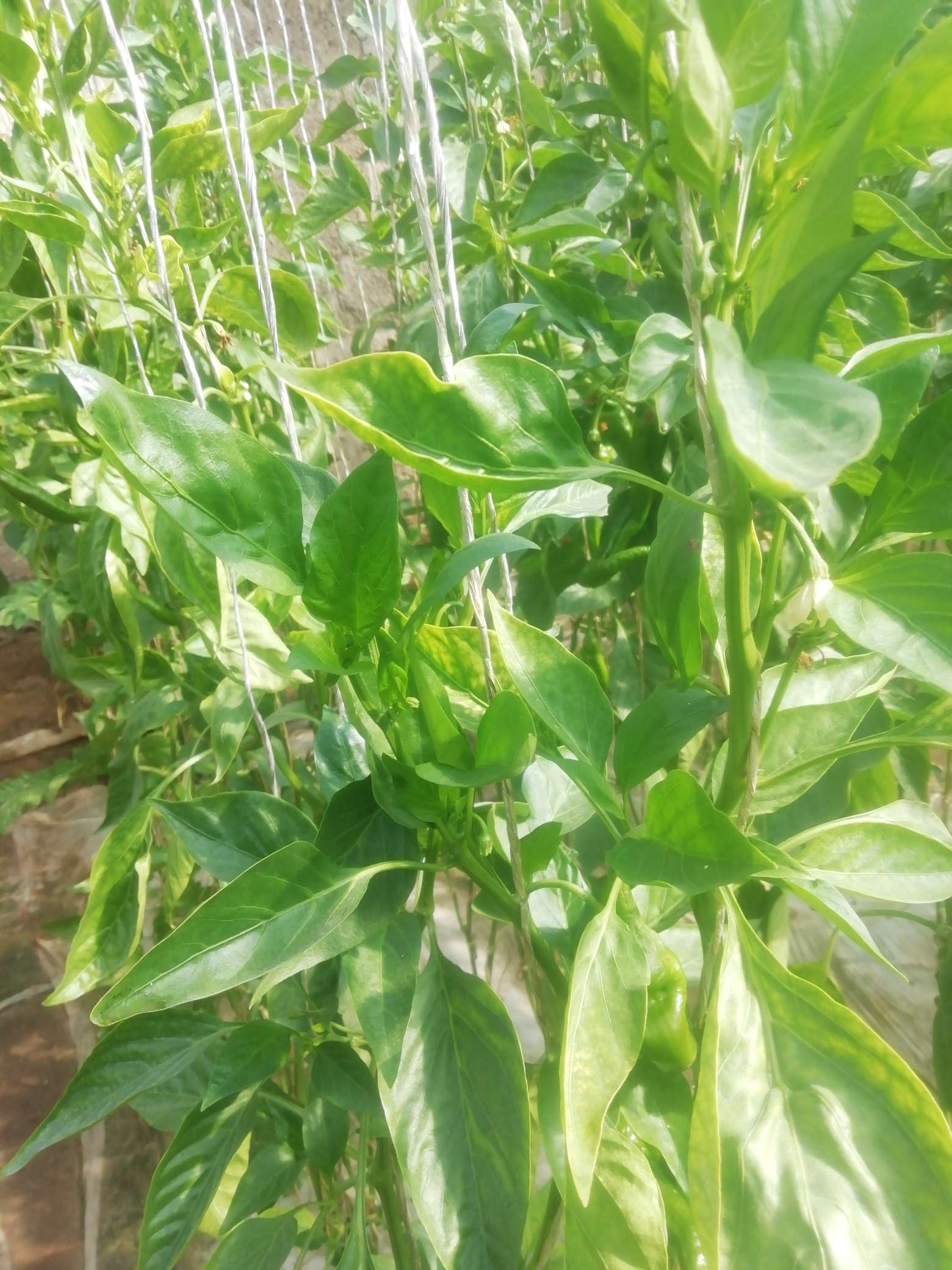 老师,辣椒叶面皱缩,向上卷谢谢!