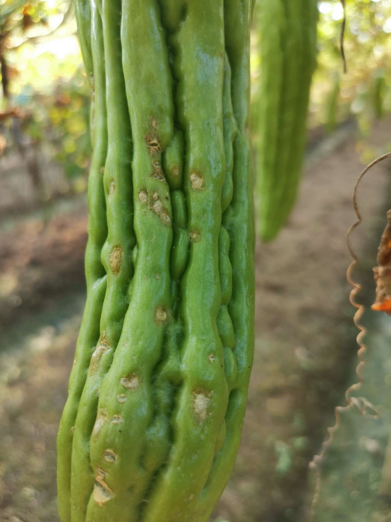 您好请教一个问题苦瓜上布满白点叶子上也有白点这是病害还是缺啥了