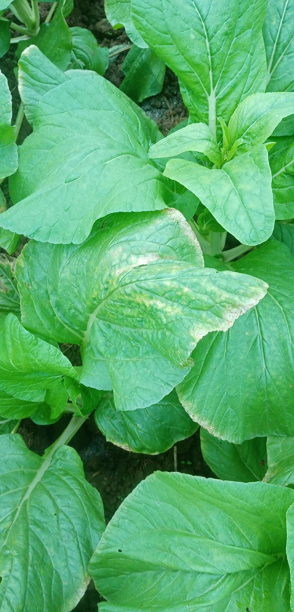 请问专家这白菜苔叶片上黄斑是什么原因