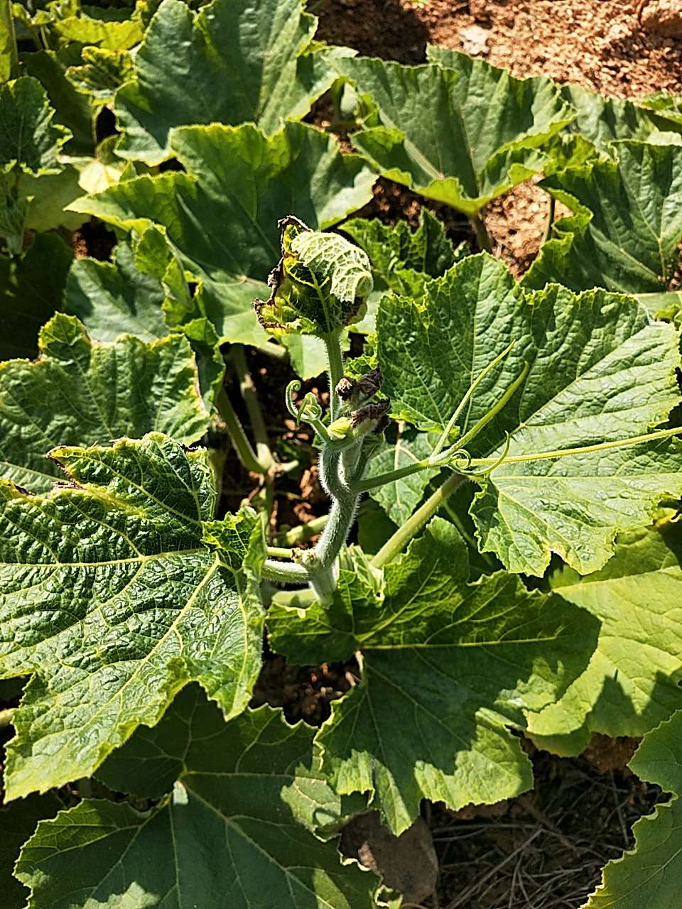 请问专家南瓜叶嫩尖干枯,是什么病?下了两天一夜的雨,天气晴以后发现