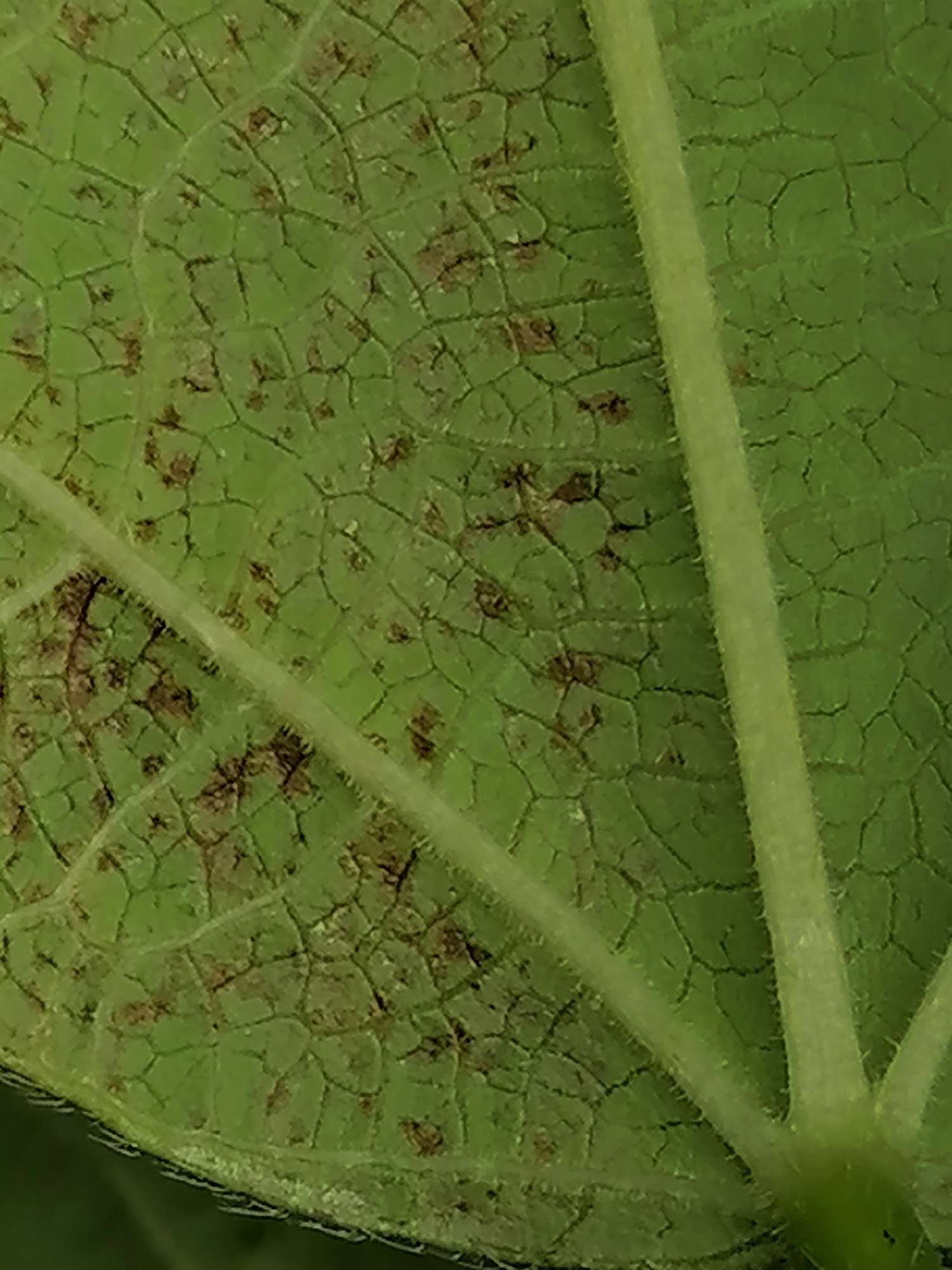 老师打扰了,芸豆叶子黄褐斑,僵化,嫩尖卷曲僵死.谢谢!