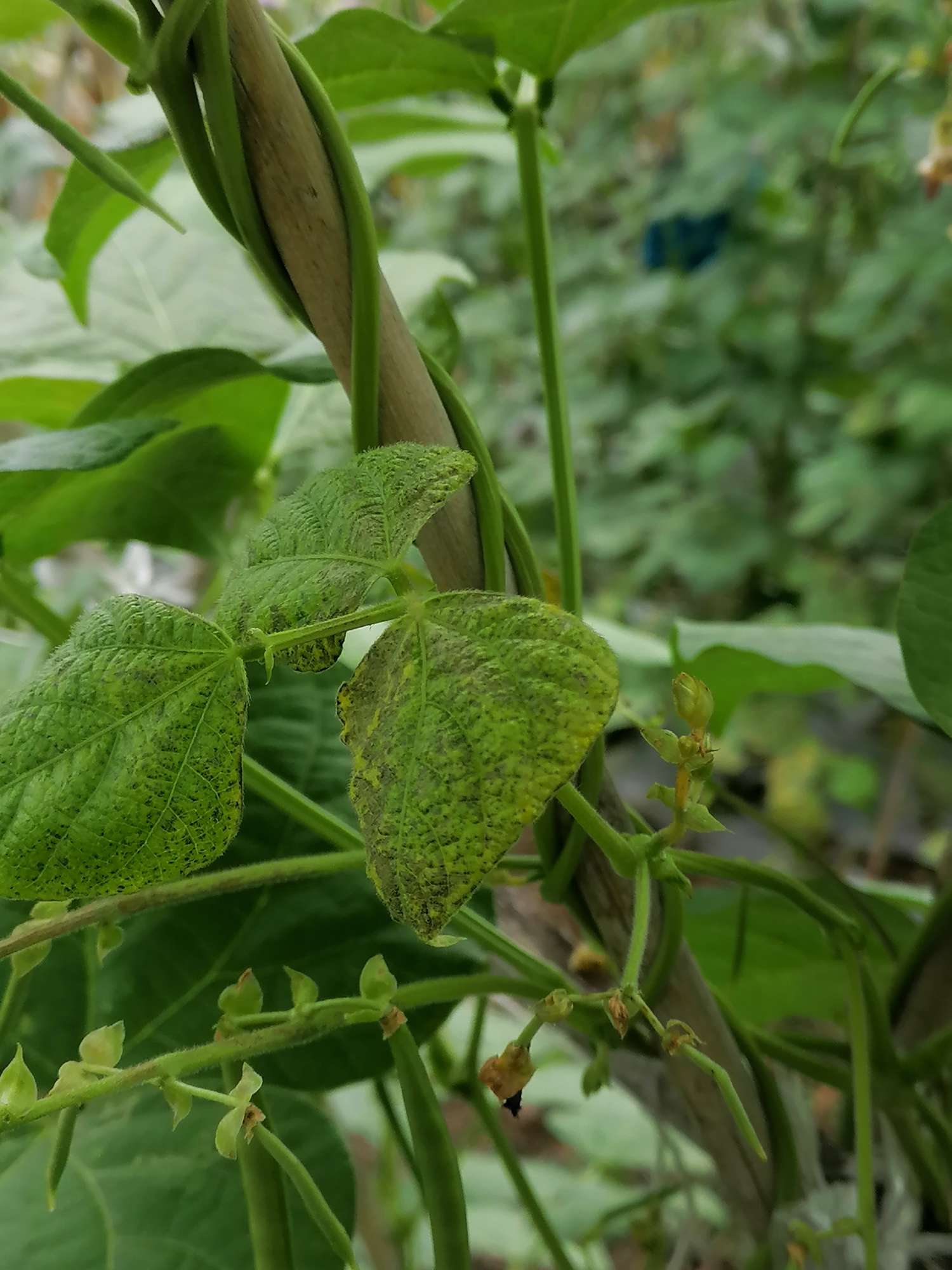 老师打扰了,芸豆叶子黄褐斑,僵化,嫩尖卷曲僵死.谢谢!