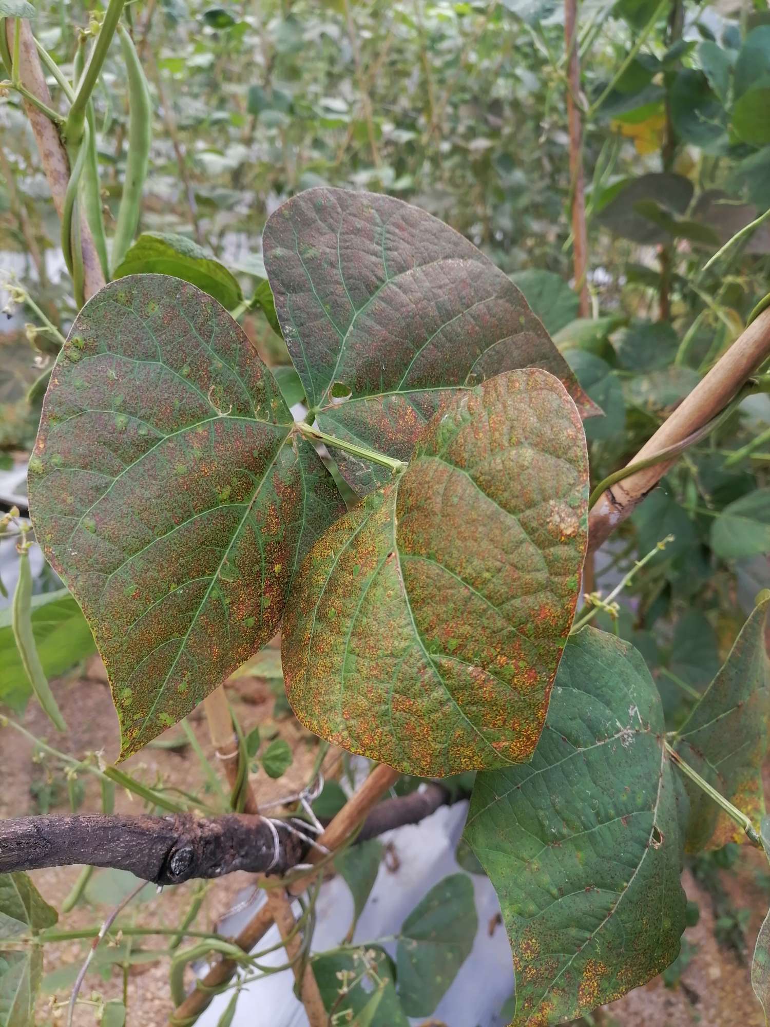 各位老师好,芸豆叶子黄褐斑.不知道是什么病?怎么治?