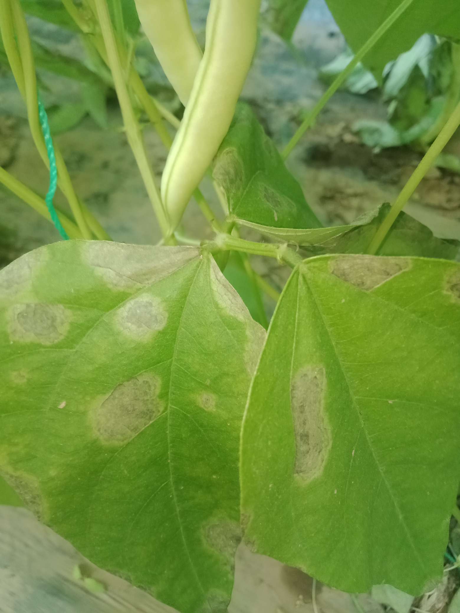 请问一下,芸豆病害叶片病斑谢谢指导