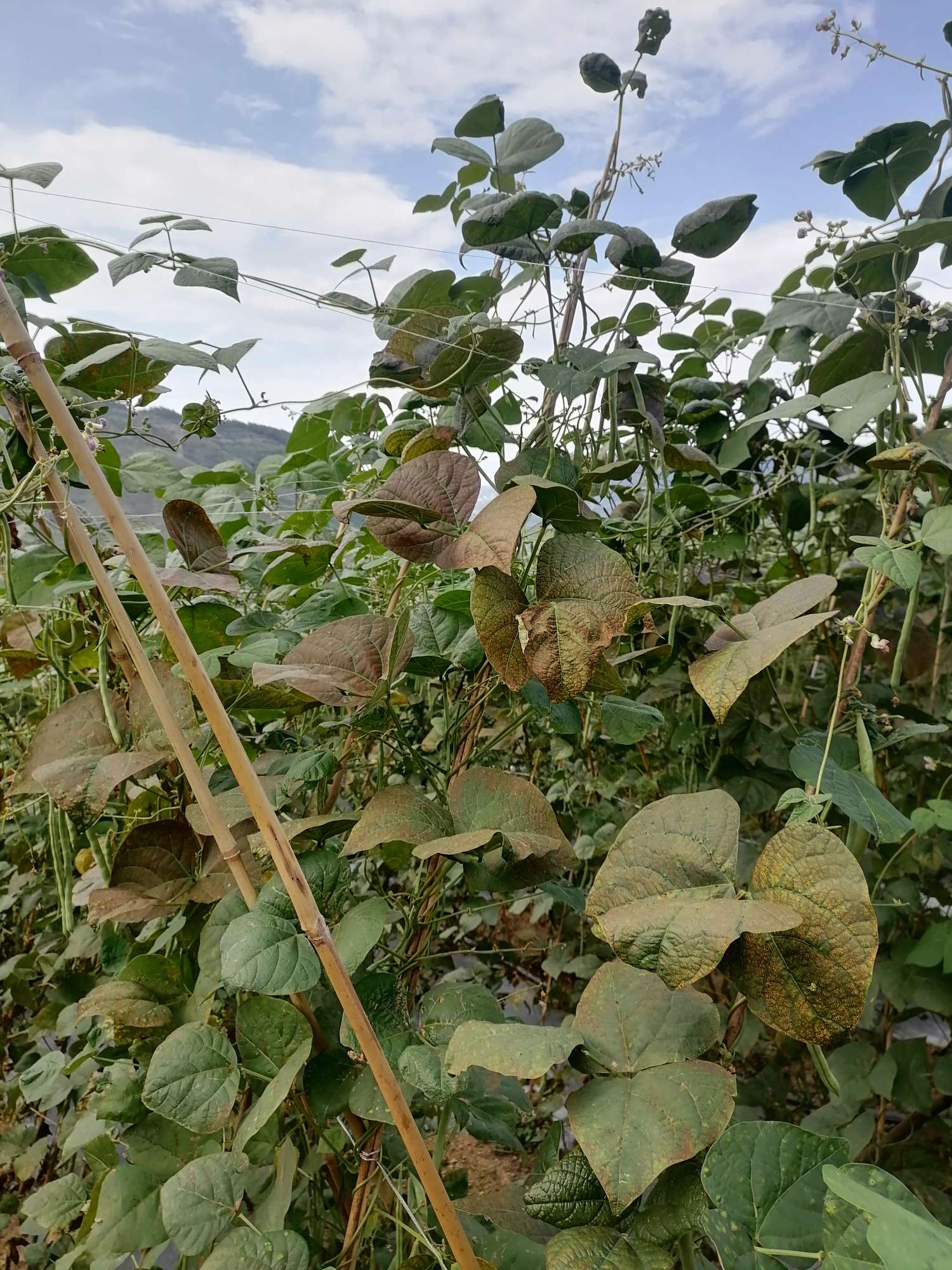 各位老师好,芸豆叶子黄褐斑.不知道是什么病?怎么治?