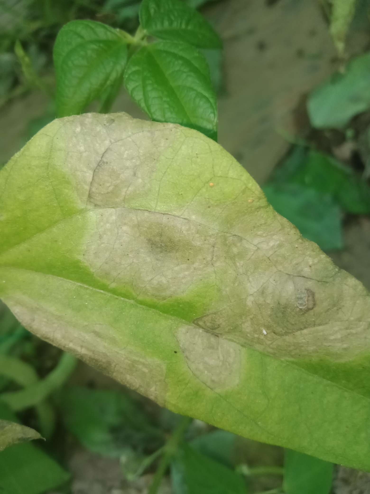 请问一下,芸豆病害叶片病斑谢谢指导