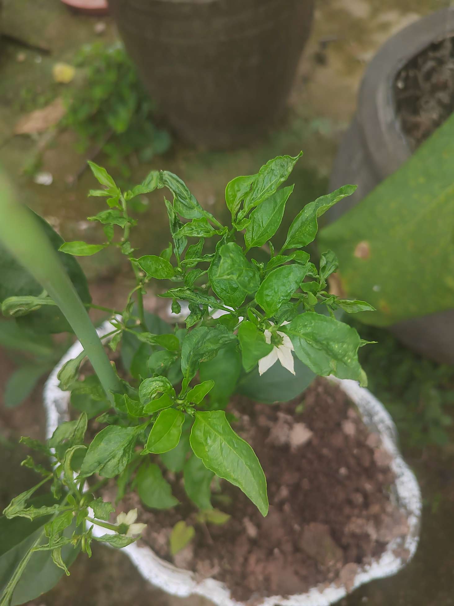 你好,有个问题需要请教,辣椒叶子卷起来了,是什么原因?非常感谢!