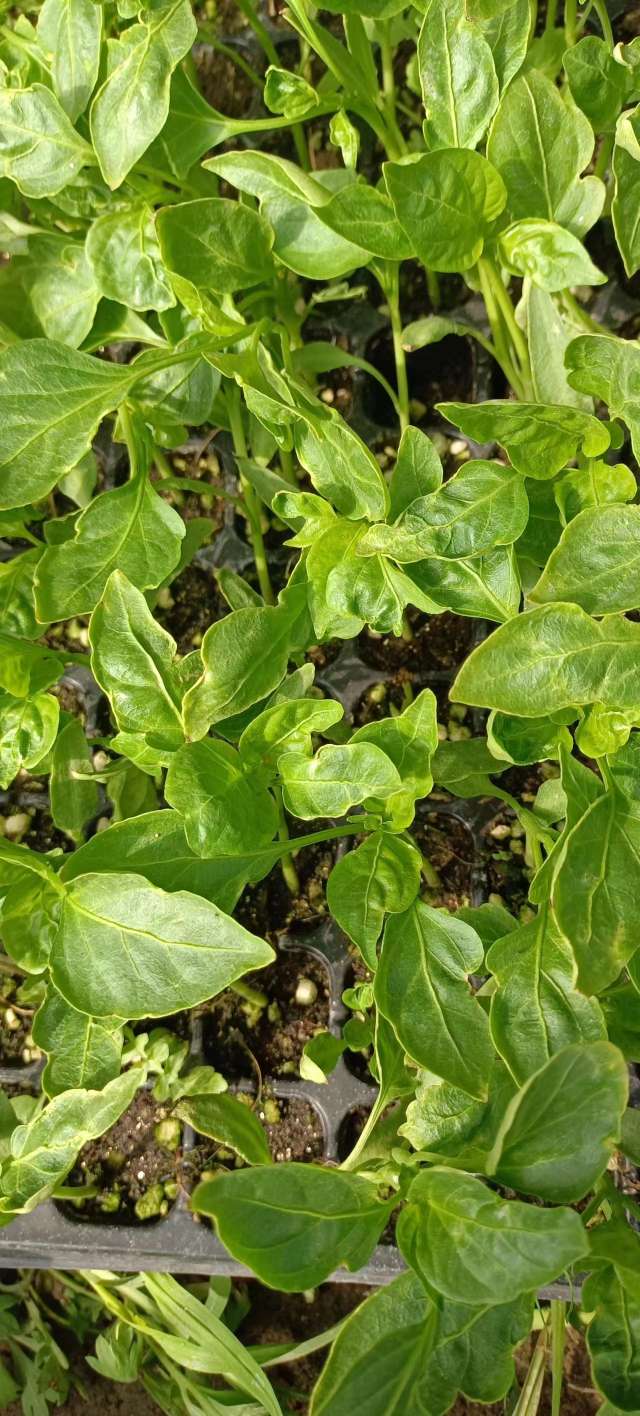 请问一下辣椒苗卷叶,叶子不平整畸形是怎么回事?