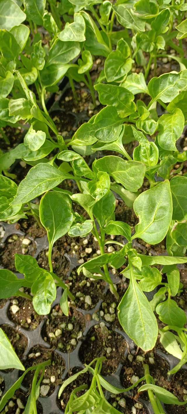 请问一下辣椒苗卷叶,叶子不平整畸形是怎么回事?