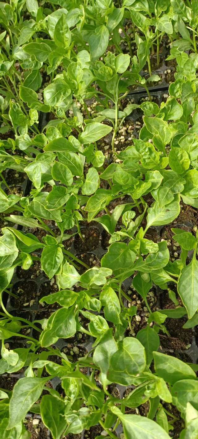 请问一下辣椒苗卷叶,叶子不平整畸形是怎么回事?