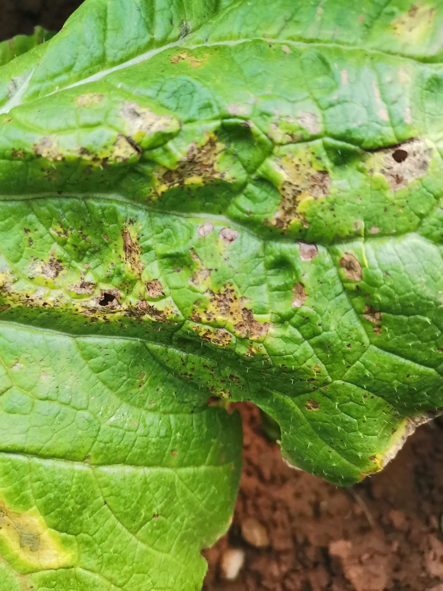 白菜进入包心期,下雨出现的病斑现在还在蔓延,不知是啥病,怎样防治?
